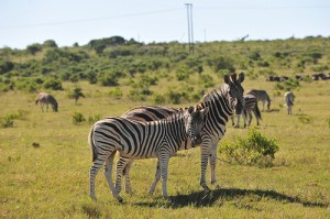 Suedafrika 2ter gamedrive in Kanega, qnibert00 by Flickr