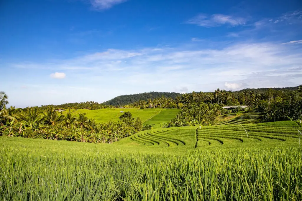 Bali - Reisterrasse