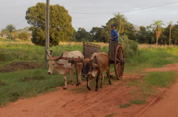 Ochsenkarren in Paraguay  cc http://parakay.blogspot.de/